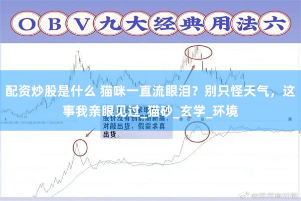 配资炒股是什么 猫咪一直流眼泪？别只怪天气，这事我亲眼见过_猫砂_玄学_环境